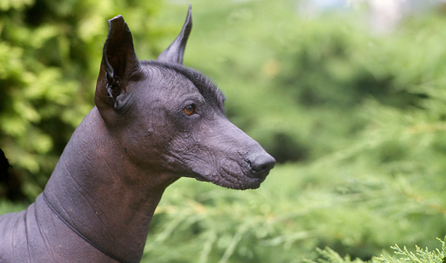 Xoloitzcuintli Dog Breed