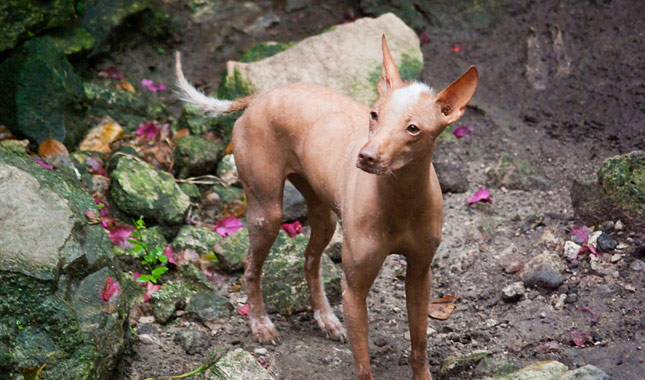 Xoloitzcuintli Dog