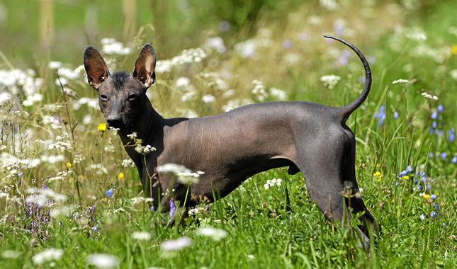 Xoloitzcuintli Dog