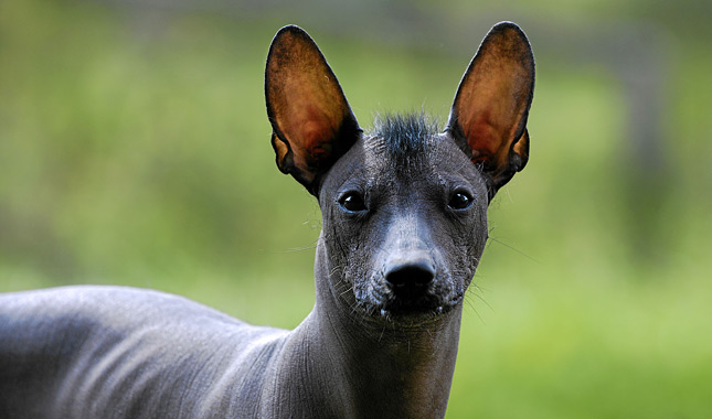 Xoloitzcuintli Dog