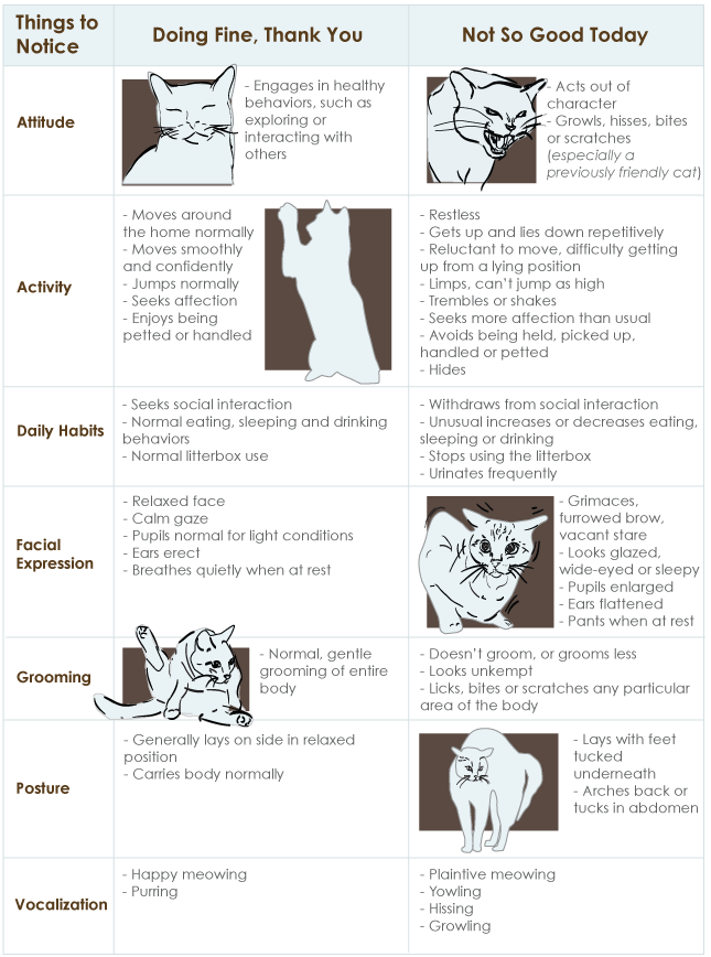 How Are We Doing With Cat Care?