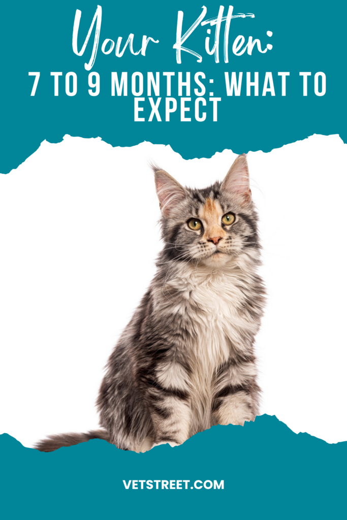 your kitten looking cute